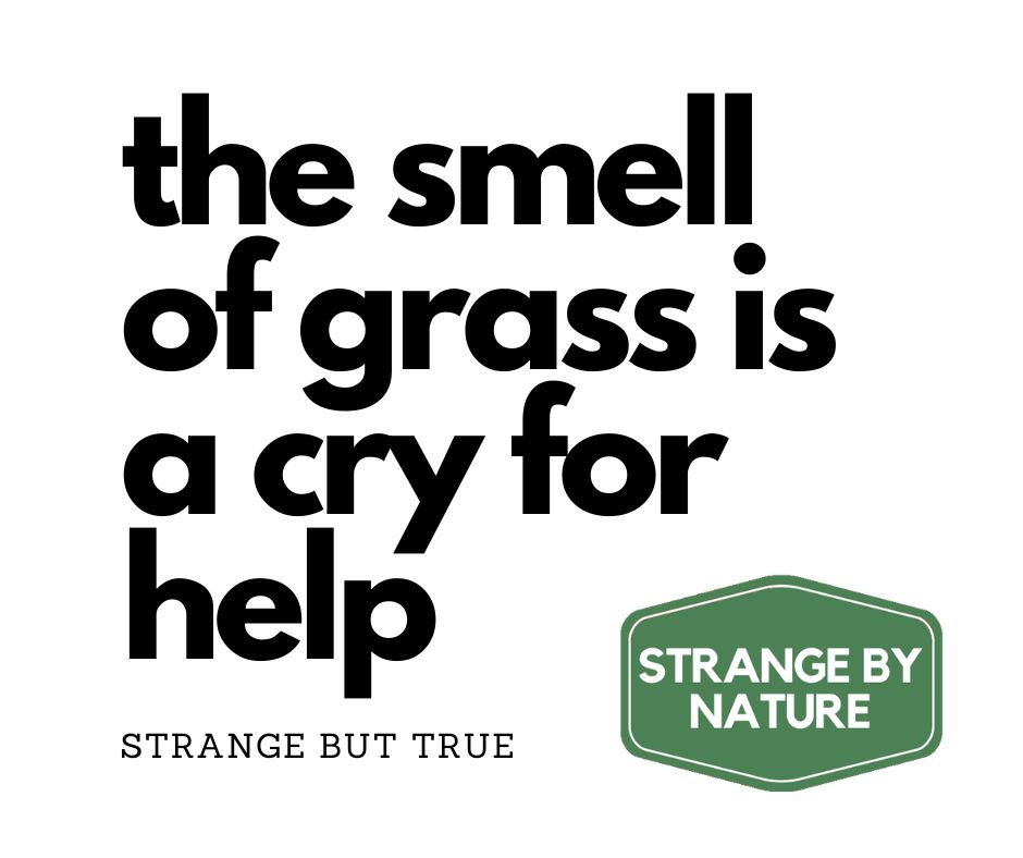 White background with black text reading "The smell of grass is a cry for help: Strange by True" and then the Strange by Nature logo in the bottom corner. It is just an image of text? Yeah, not too accessible but it cuts though the noise of other word-only photos. How you doing these days? We'll try to post up alt text on our photos when we post them. Hope you are doing well. You want a bad dad joke while you're here? "My friend claims he spilled glue and accidentally glued himself to his autobiography. I don’t believe him, but that’s his story and he’s sticking to it."