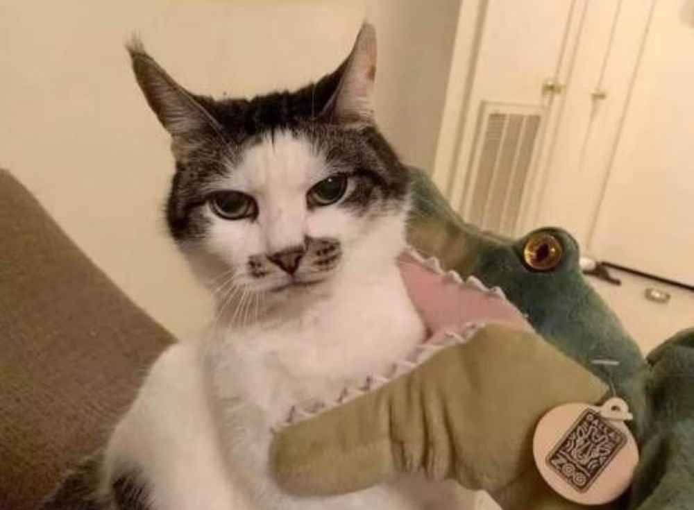 angry looking cat getting chomped by alligator plushie