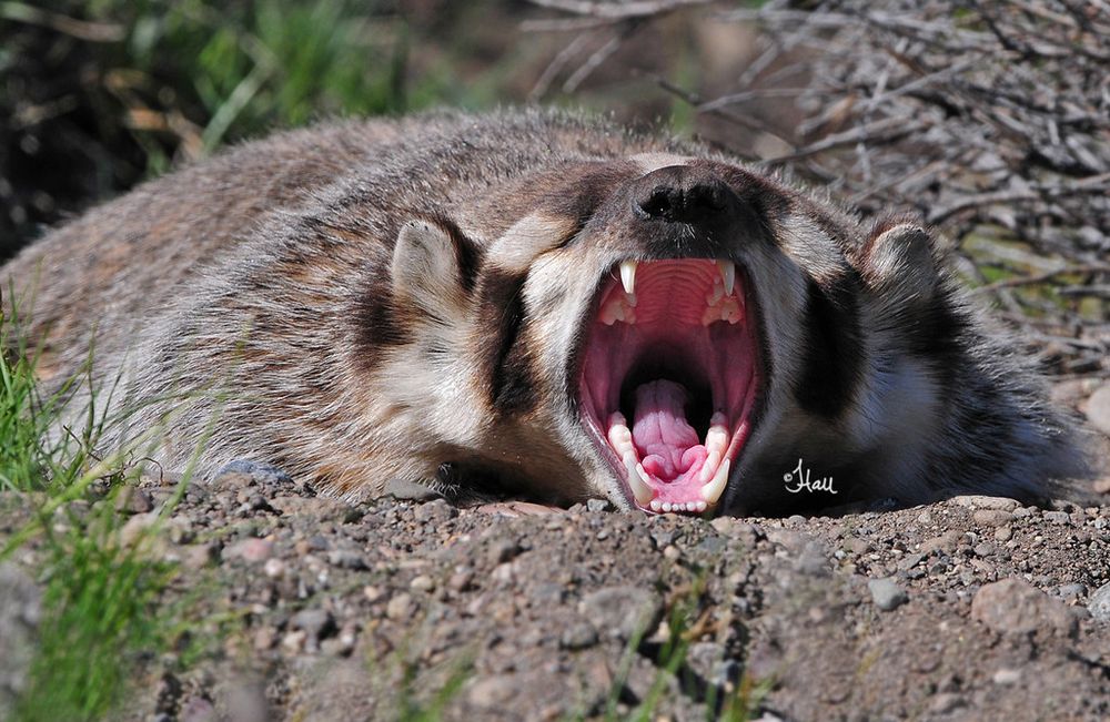 Photo of an American badger, yawning.