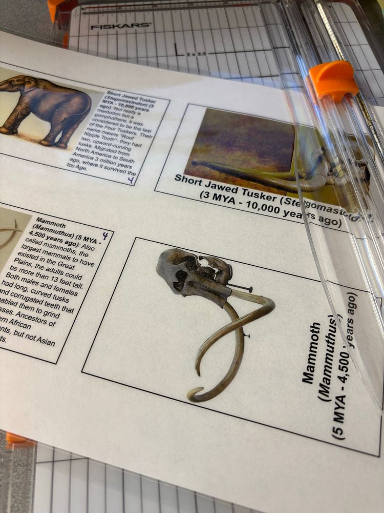 A picture of information about elephant ancestors on small cards. It includes pictures and information. These cards are laminated with donated laminating sheets and are being cut with a donated paper cutter. These cards were part of an evidence for evolution stations activity for high school freshmen. 