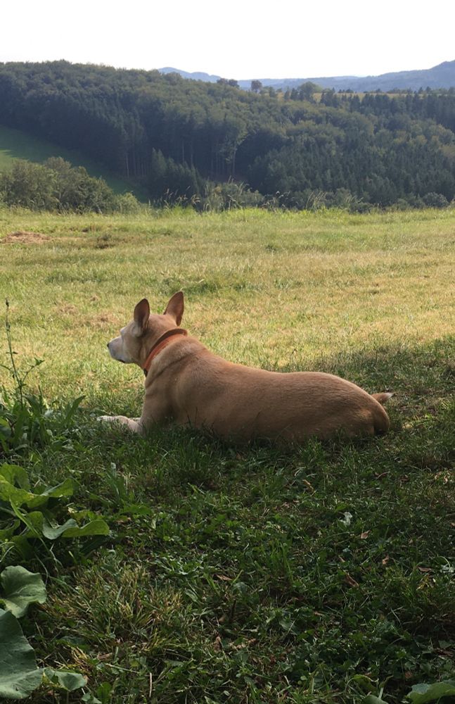 Dog with short blonde fur relaxing in the grass, forest and hills in the background 
