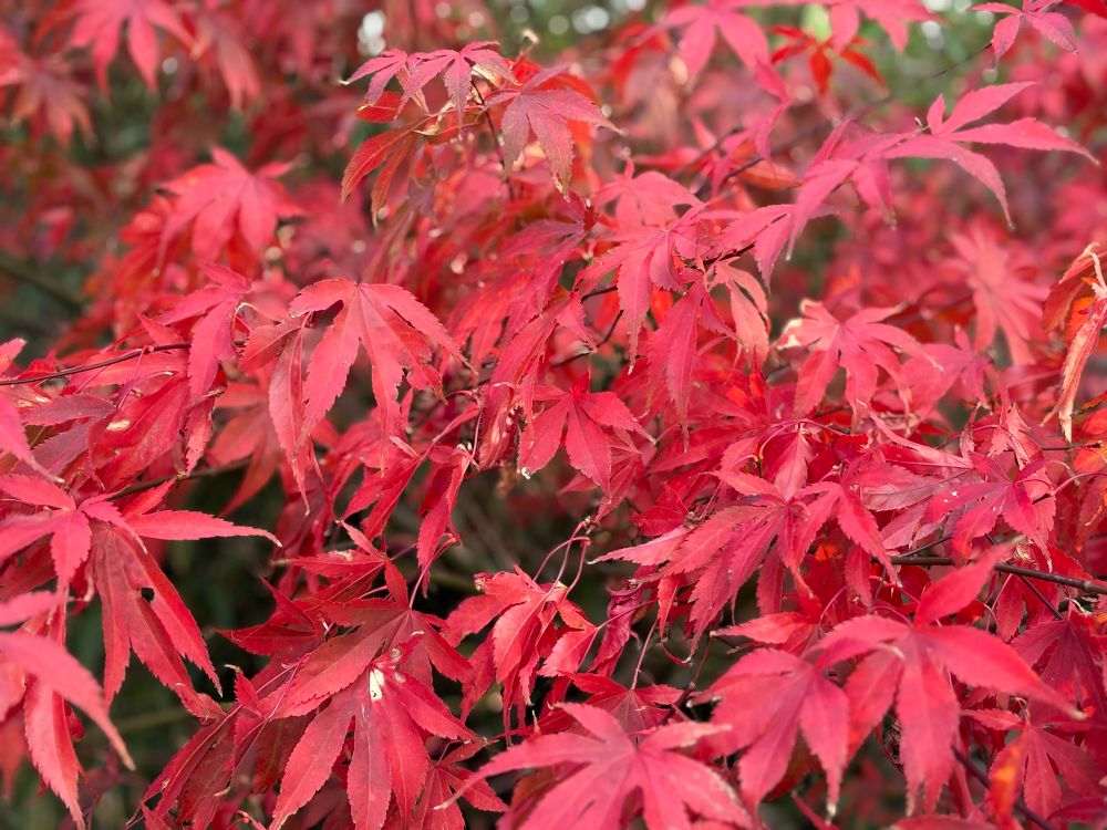 Bright red Japanese maple tree