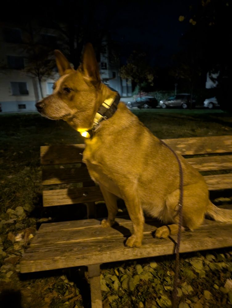 Ein roter Cattle Dog auf einer Holzbank. Der Hund sitzt und schaut nach links.