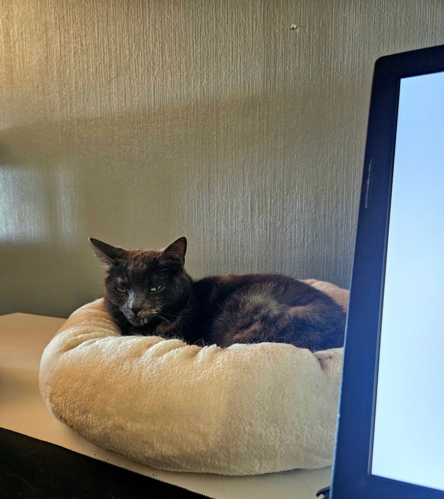 A tortie cat lies in a cat bed on top of a desk while looking judgemental.