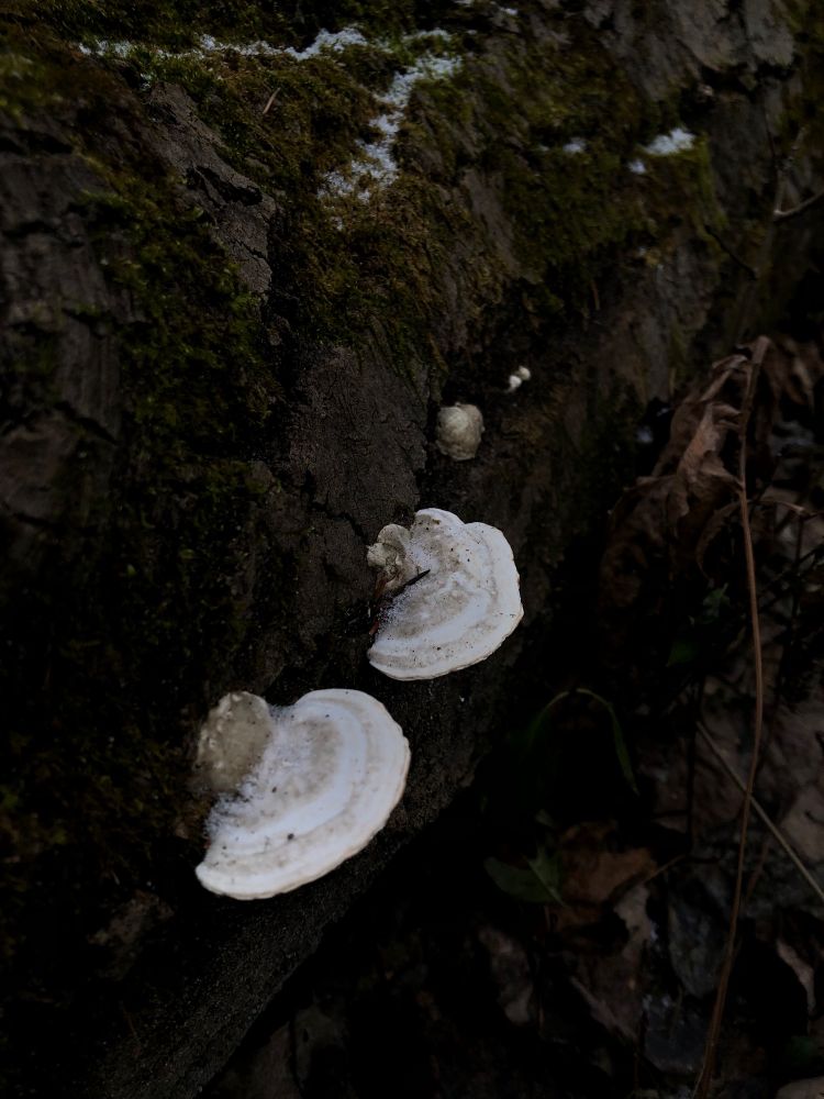 Two flat white mushrooms growing on the side of a log. The exposure is low, making the log dark and the mushrooms more prominent. The mushrooms have concentric circles of different shades of white. 