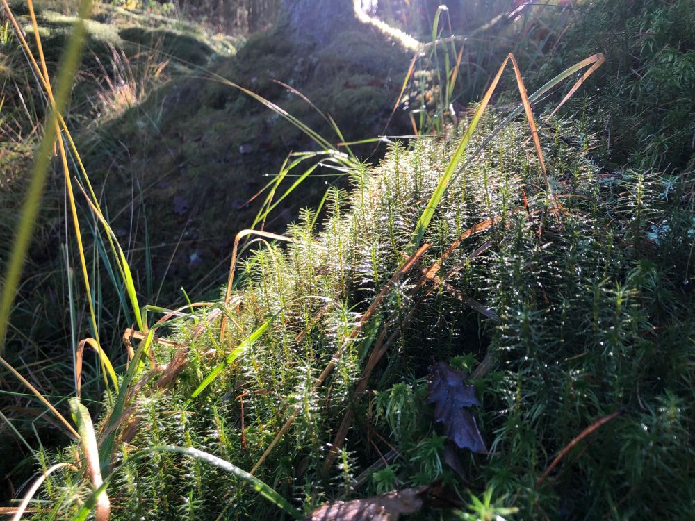 A close-up of moss. It comes diagonally across the frame. It grows vertically, in small individual stalks of soft green.