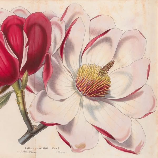 Magnolia campbelli, Flore des serres et jardins d'Europe, tome XII (1857)