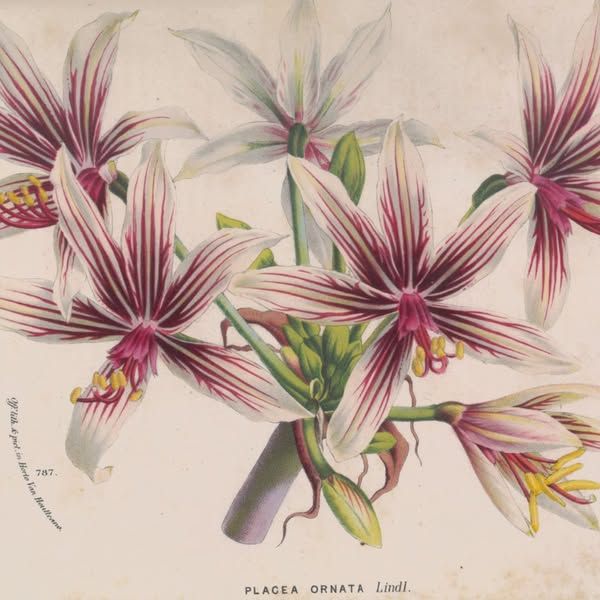 Amaryllis chilien, Placea ornata, Flore des serres et jardins d'Europe, tome XX (1874)