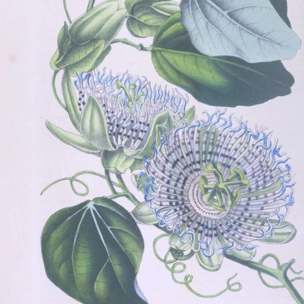 Passiflore, Passoflora Actinia, Flore des serres et des jardins d’Europe, tome II (1846)