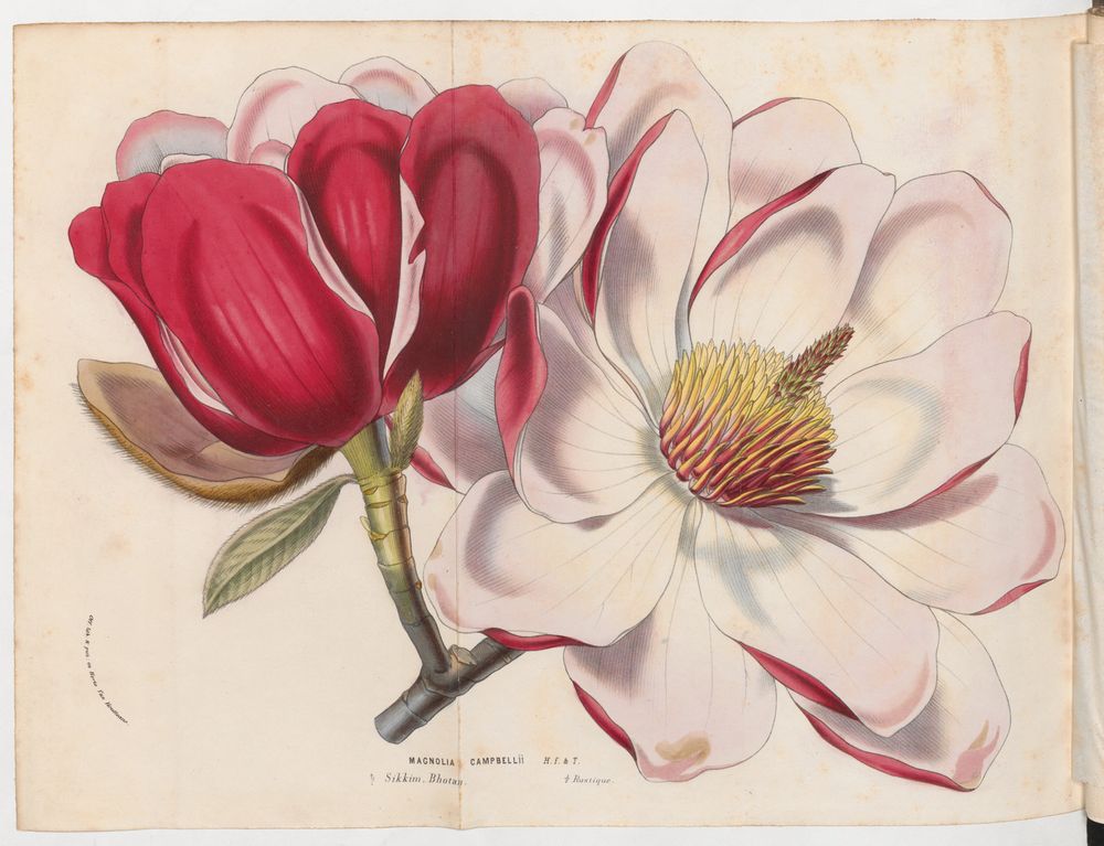 Dessin de Magnolia campbelli, issu de la "Flore des serres et des jardins d’Europe" de Louis van Houtte, 1857