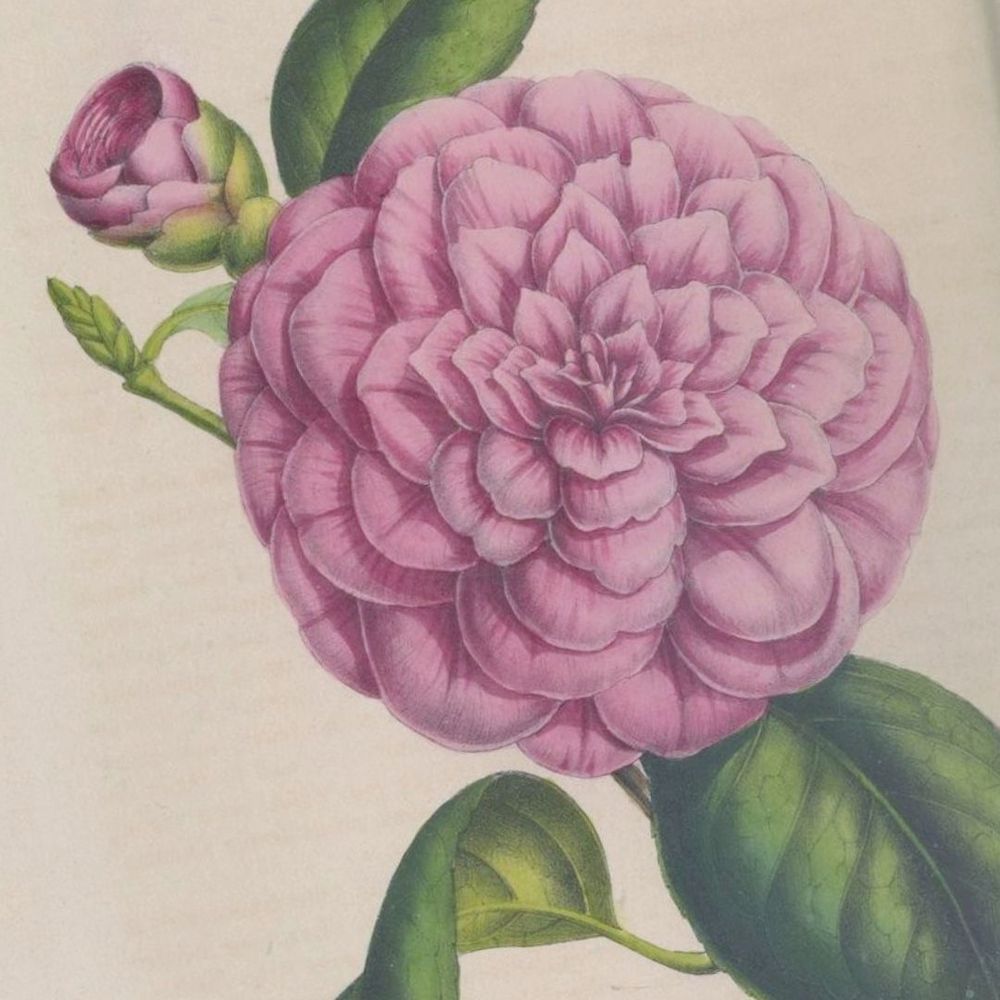 Camellia japonica (Camellia perfecta de Chalmers), Flore des serres et des jardins d’Europe, tome II (1846)