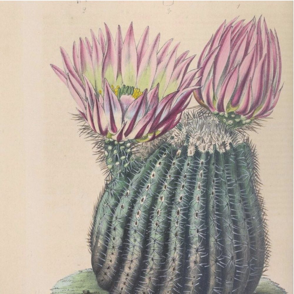 Cactus arc-en-ciel, Echinocatus pectiniferus, Flore des serres et des jardins d’Europe, tome II (1846)