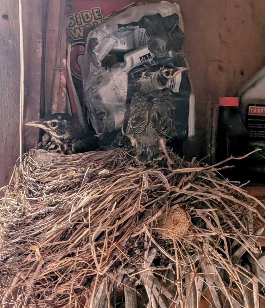two fledgling robins in a nest on a garage shelf, One is lying down looking to the left and another is perched on the edge of the next looking to the right.