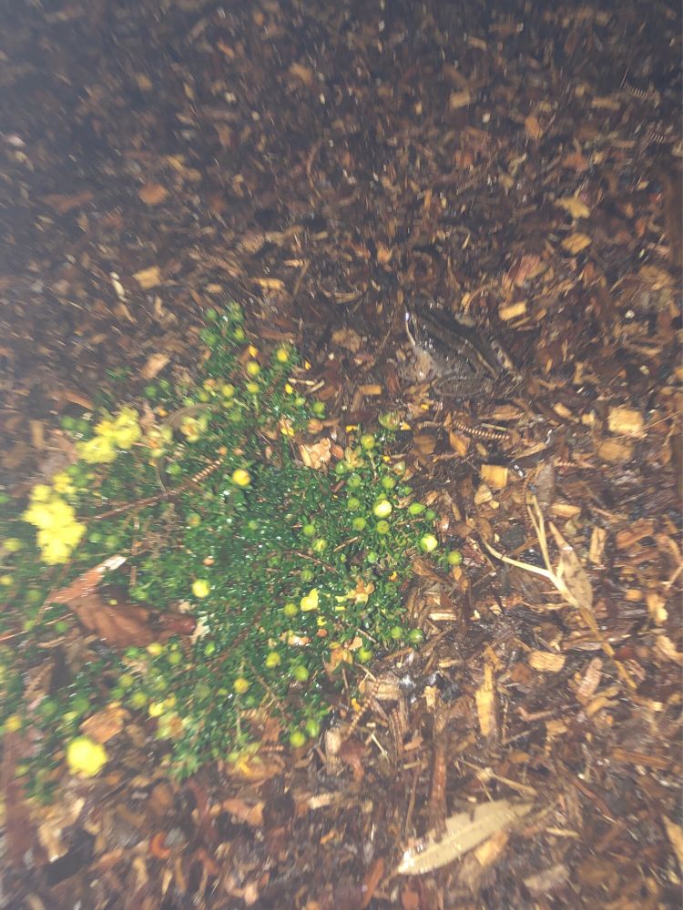 nighttime – a small, dense green shrub with yellow flowers and dozens of flower buds sits in the foreground surrounded by wet brown mulch. a wet brown frog sits nearby. the photo has too much flash and the frog is kinda hard to find at first because he blends in with the mulch, so you’re really not missing out on much here