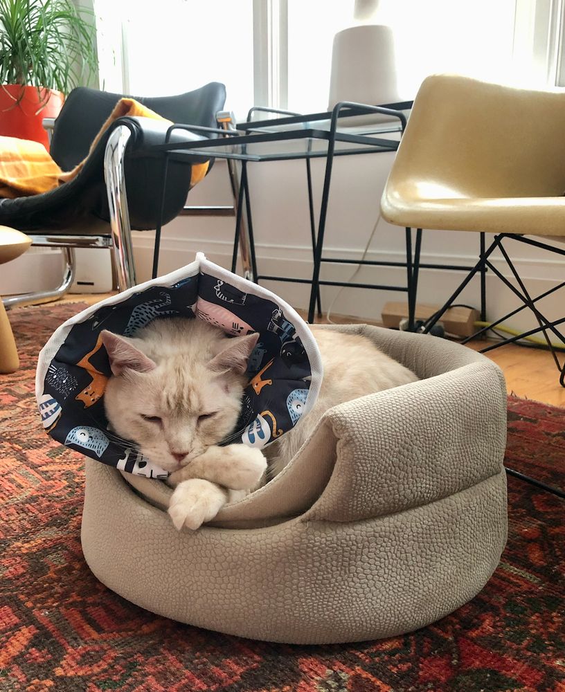 photo taken two years ago of a cream tabby wearing a blue cloth e-collar, eyes closed and front paws crossed, curled in a beige bed. not shown: the v large wound caused by out-of-control itchies. 