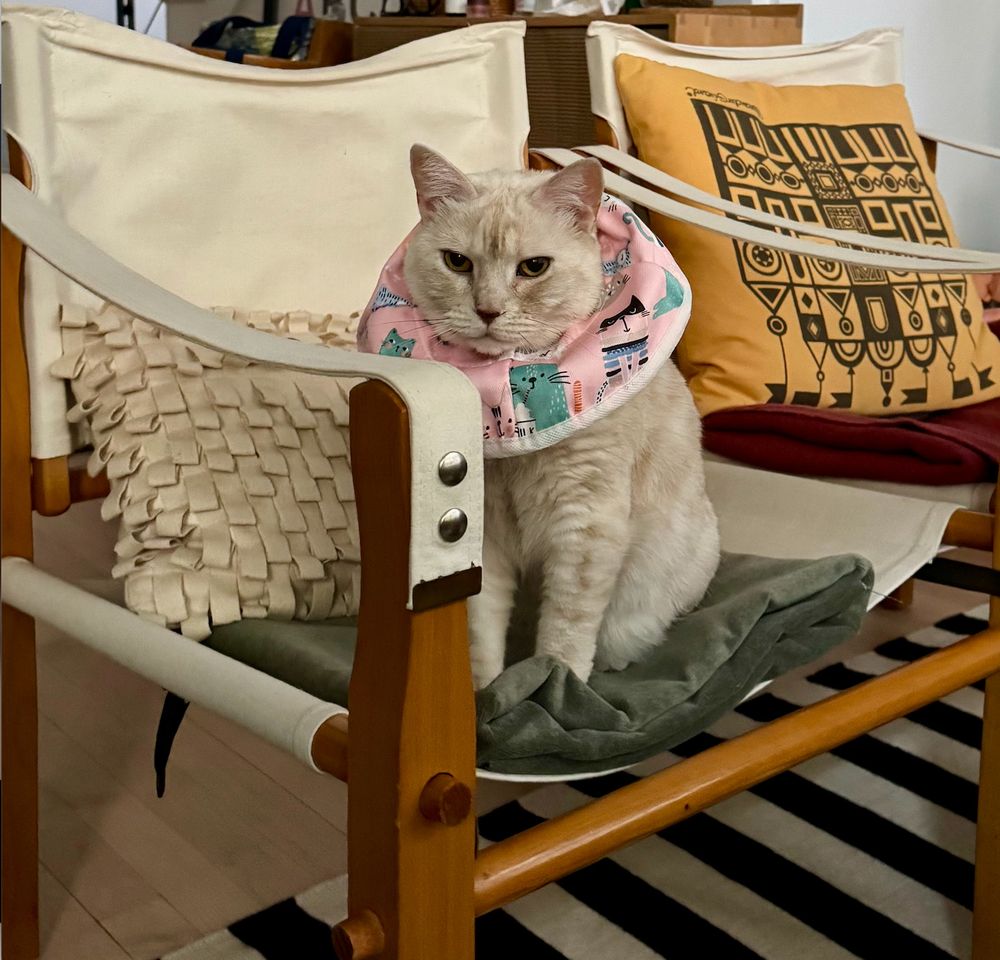 cream tabby sitting on an off-white canvas campaign chair, wearing a pink e-collar, looking not very happy. not pictured: multiple scabby wounds in both ears, we're attempting to avoid another round of steroids.