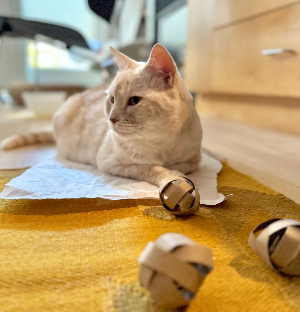 cream tabby cat sitting on a piece of paper on top of a yellow rug, with ears forward (her right front paw and tail are untucked), staring vacantly to her right (steeped in the ennui of a mundane life), ignoring the wobbly cardboard balls mum made for me to enrich my life