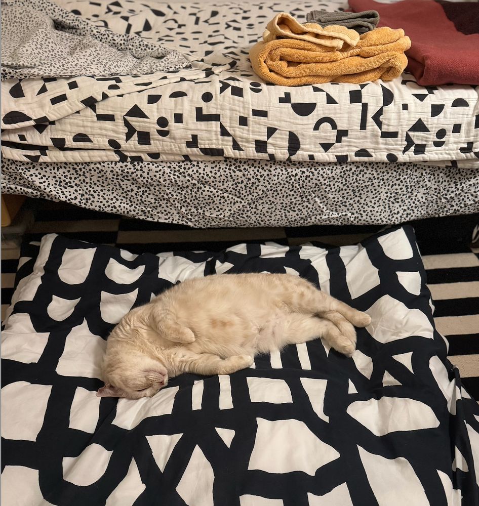 cream tabby cat passed out on her side/back on a very clean, rather puffy, black and white comforter