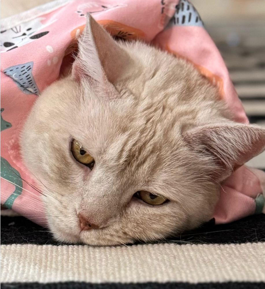 close up of the face of a cream tabby cat wearing a pink patterned e-collar, lying on a black and white striped rug, looking fatalistic and a little mopey