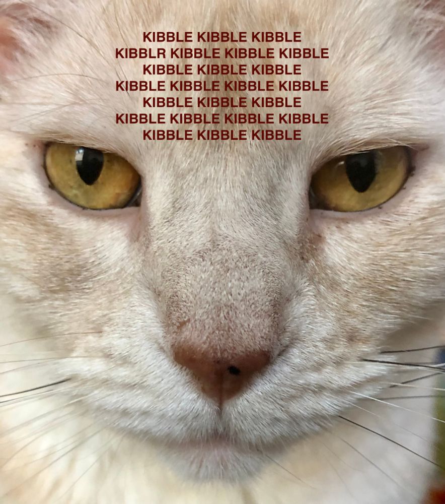close up of the 1000 yard stare of a cream tabby with the words "kibble kibble kibble kibble kibble kibble kibble kibble" superimposed on her forehead