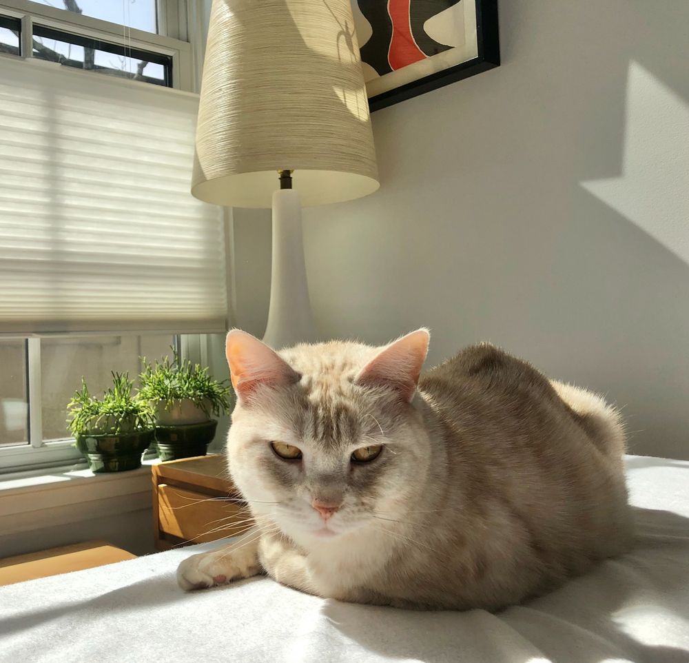 the sweetest cream tabby cat you could ever hope to meet looks menacingly at her mum. photo taken a year before the first of two episodes of misdirected or fear-based aggression, ugh