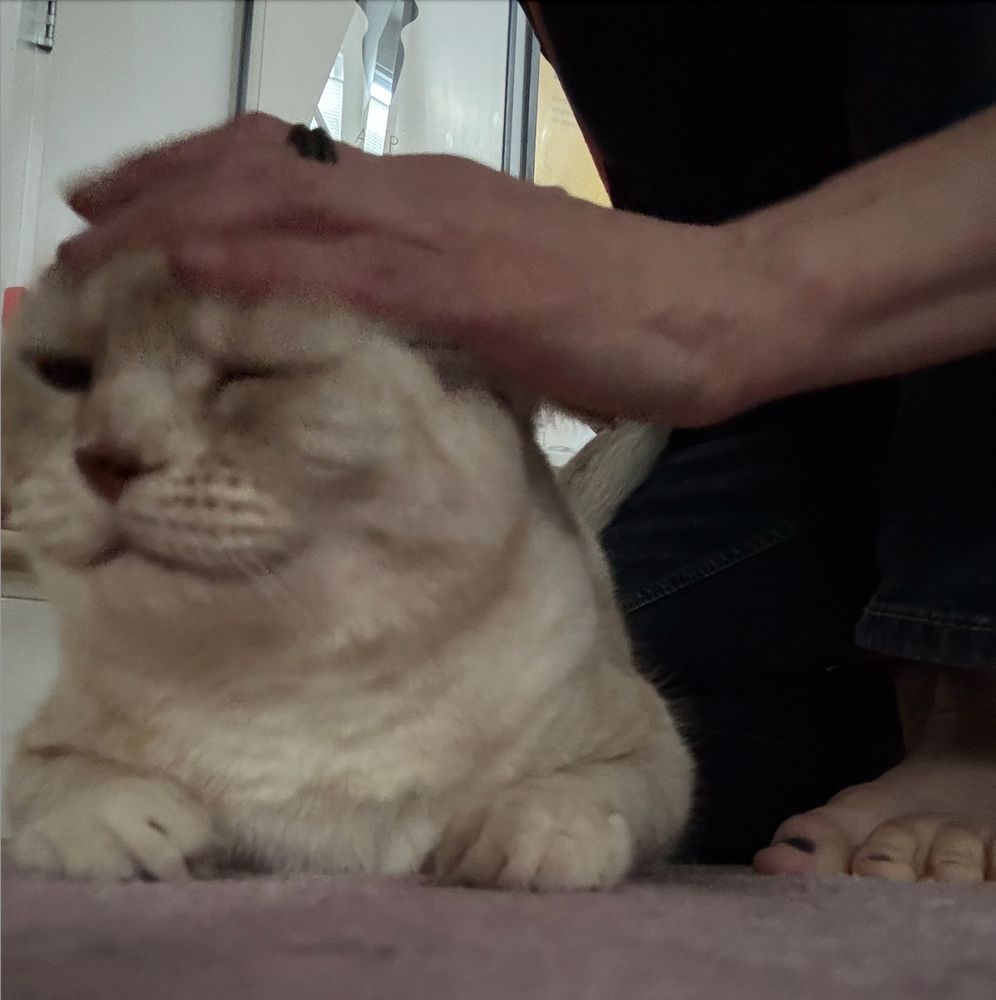 cream tabby cat looking like she's smiling as mum mashes her head down with vigorous pets-- photo taken approximately 4 minutes after mum returned home from a four day trip