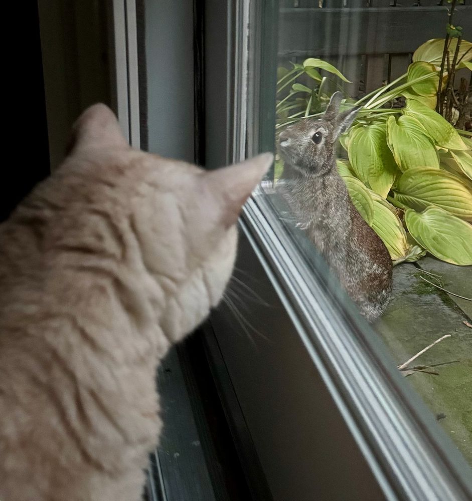 the back of the head of a cream tabby cat in the foreground, looking through a glass door at a brown rabbit, who is so interested he has hopped over, nose nearly pressed against the glass door, *definitely* looking at the cat