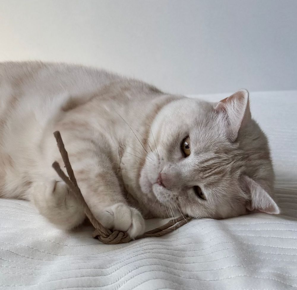 cream tabby lying on her side on a white mattress cover, ears forward, front paws clasping her current favorite toy (the paper-twine handles off a paper bag, tied into a square knot)