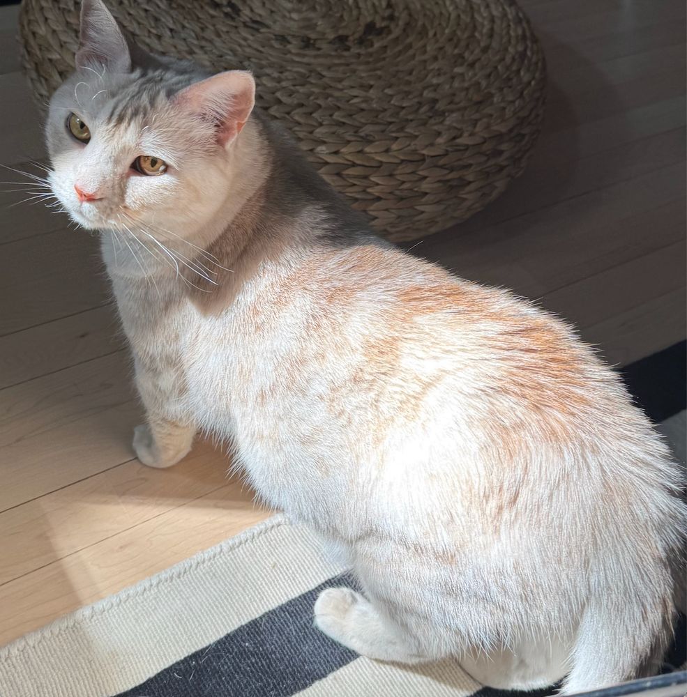 cream tabby cat, standing in the sun. the color of her whiskers and coat looks particularly light.