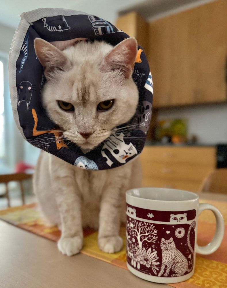 cream tabby cat angrily staring at her mum (the photographer). the cat is sitting on the kitchen table, next to a mug with a cat on it, and wearing the dreaded Cone of Shame (in our house we call it the Stupid Hat)