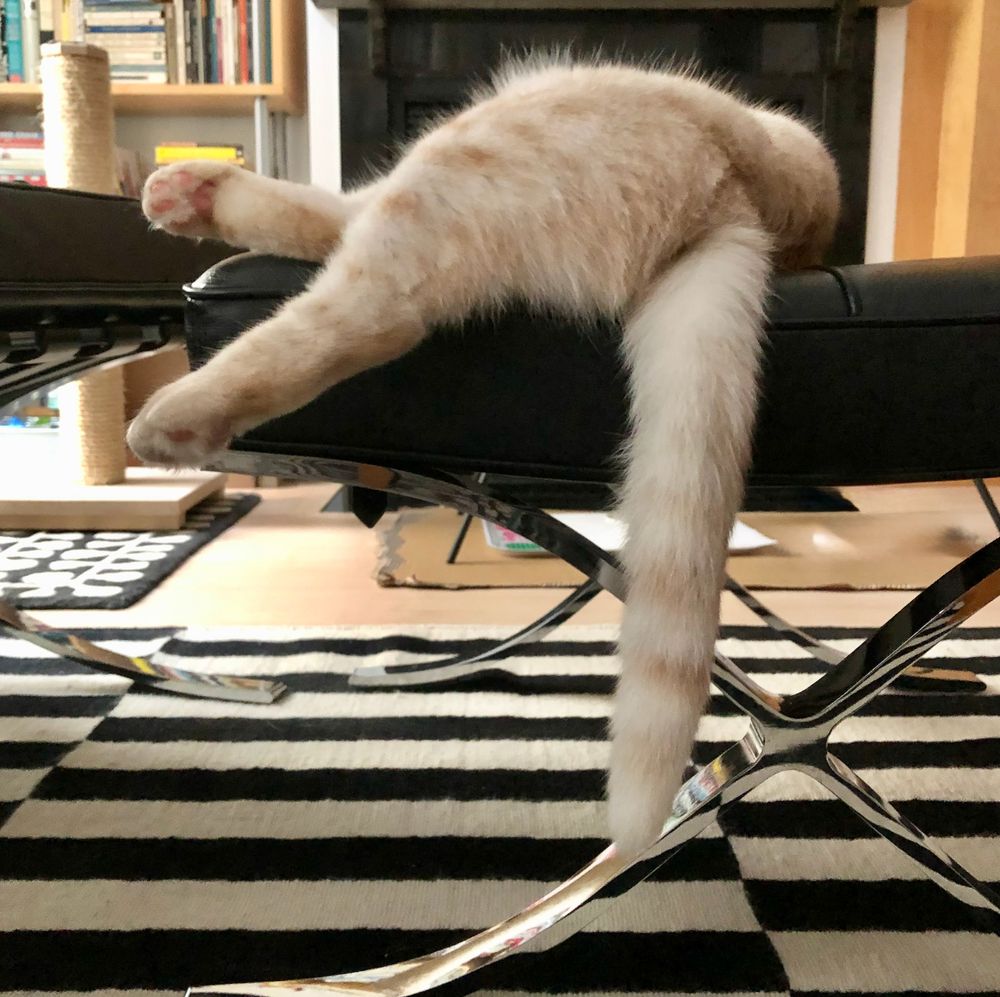 the back half of a cream tabby cat lying draped over a black leather ottoman-- her rear left leg and tail are hanging off the side of the ottoman; her (rather short, rather wide) tail looks very limp/droopy