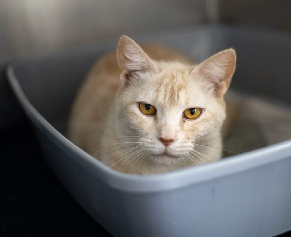 gorgeous cream tabby cat, sitting in her litter box (shelter photo). she was labeled 'reactive' (I had to sign a behavioral waiver.) not shown: extensive scabbing due to allergies and a mouthful of rotten teeth. (she's my heart)