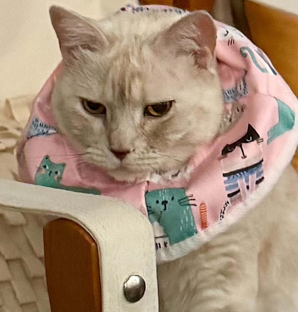 close up of the dejected face of a cream tabby cat sitting on an off-white chair, wearing a pink e-collar. not pictured: multiple scabby wounds in both ears, we're attempting to avoid another round of steroids.