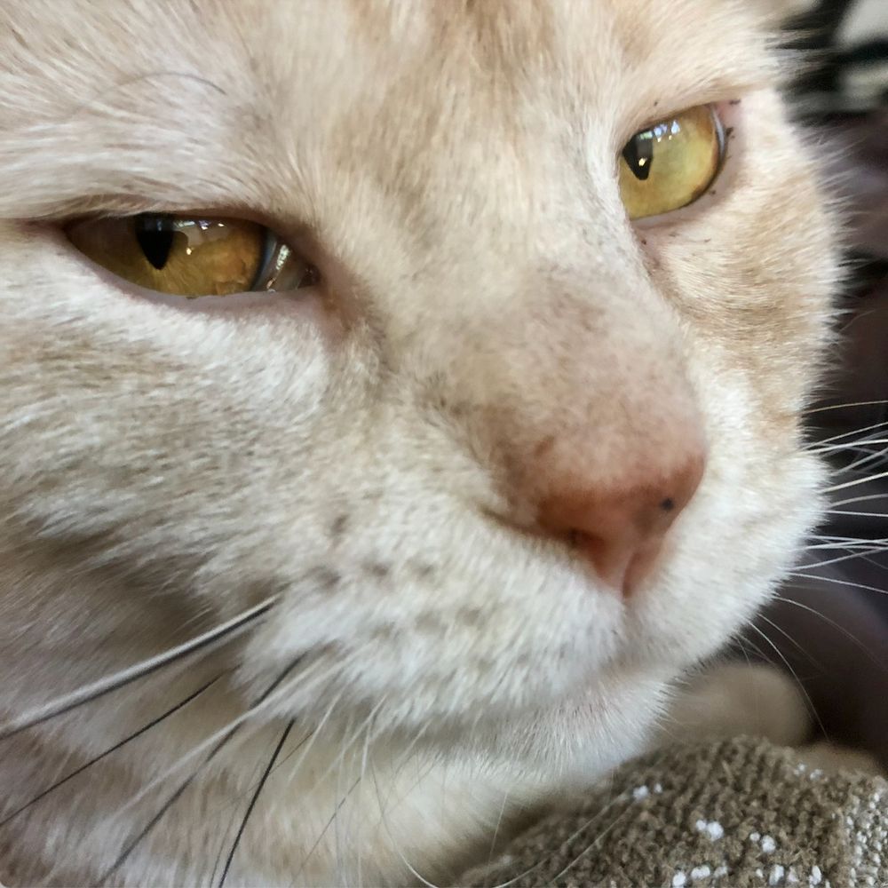 closeup of the face of a cream tabby cat, multicolored whiskers prominent, throwing an epic side-eye