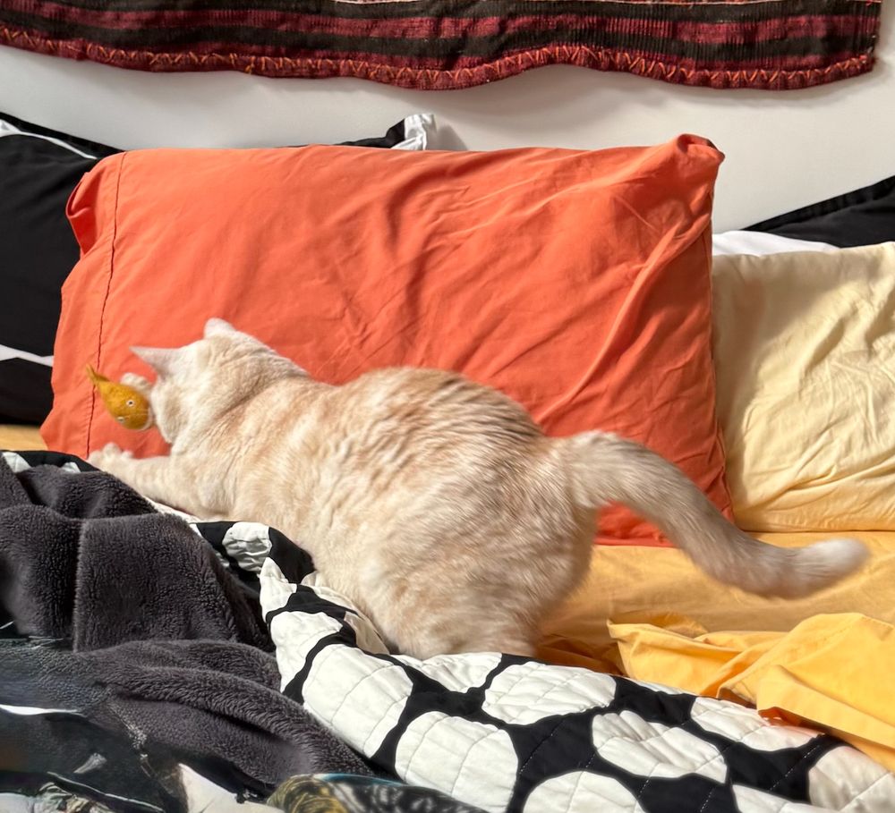 cream tabby cat on a bed (with black, white, grey and yellow sheets), mid pounce, in front of an orange pillow. the cat's tail is curved for balance and both front paws are extended, attempting to grasp the yellow felt fish that is airborne between her paws.
