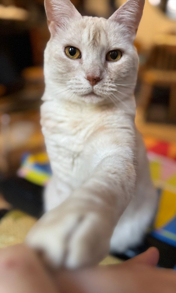 cream tabby cat refusing to be ignored (sitting, thousand yard stare, poking her mum with too sharp claws)