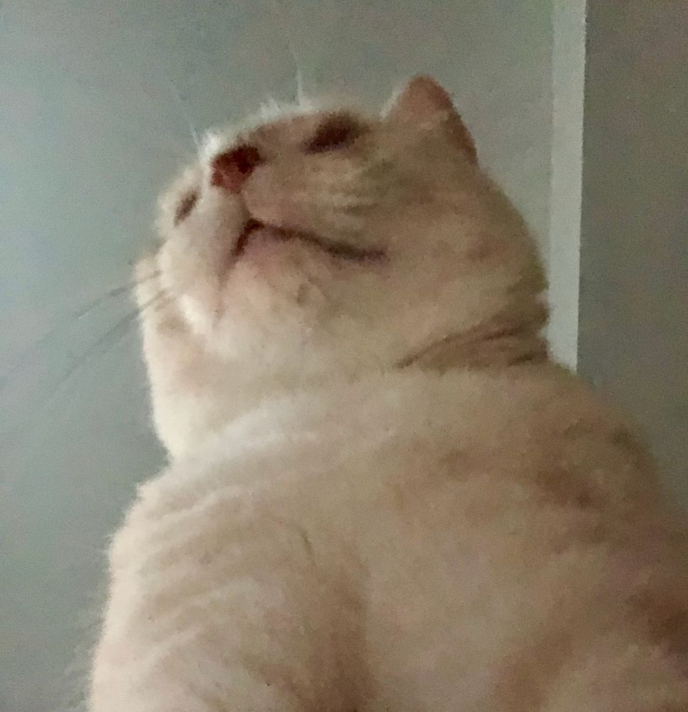 a rather blurry photo of the underside of a cream tabby cat's head, taken 10 minutes after the last photo. in this one you can see her white chin, whiskers, salmon-pink nose, and just the barest hint of one peach-colored ear (she is standing on my chest looking down at me in a dogged attempt to get early breakfast. and YES, at the time of the photo she had a mostly-full dish of food)