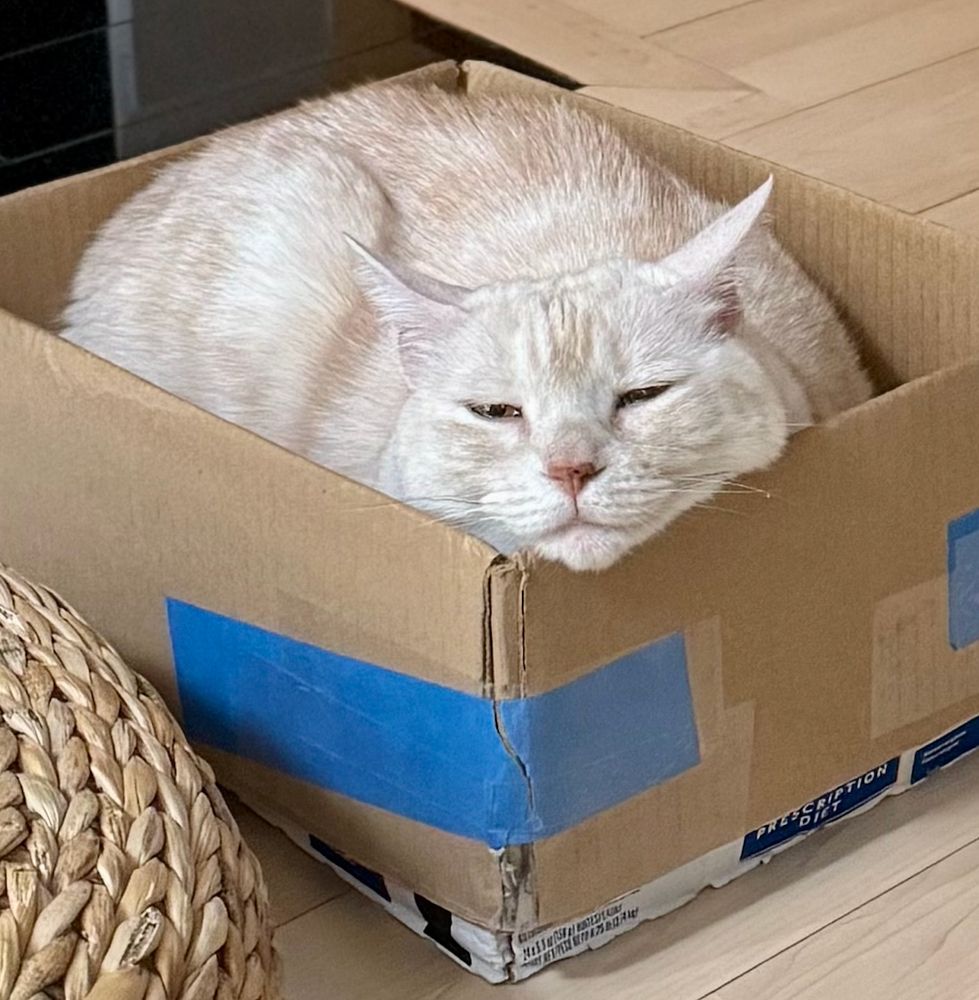 cream tabby cat perfectly wedged into her favorite cardboard box, chin resting on the edge, ears pointed outward, eyes nearly closed. note the tape at the corner of the box has literally ripped in half (and it's not the first piece). 
