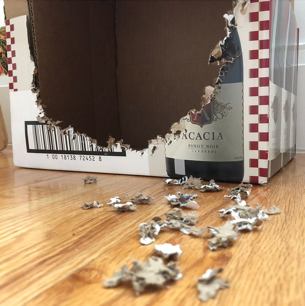 the same cardboard wine box the cat had been sitting in, now empty, with a trail of chewed bits of cardboard surrounding the opening