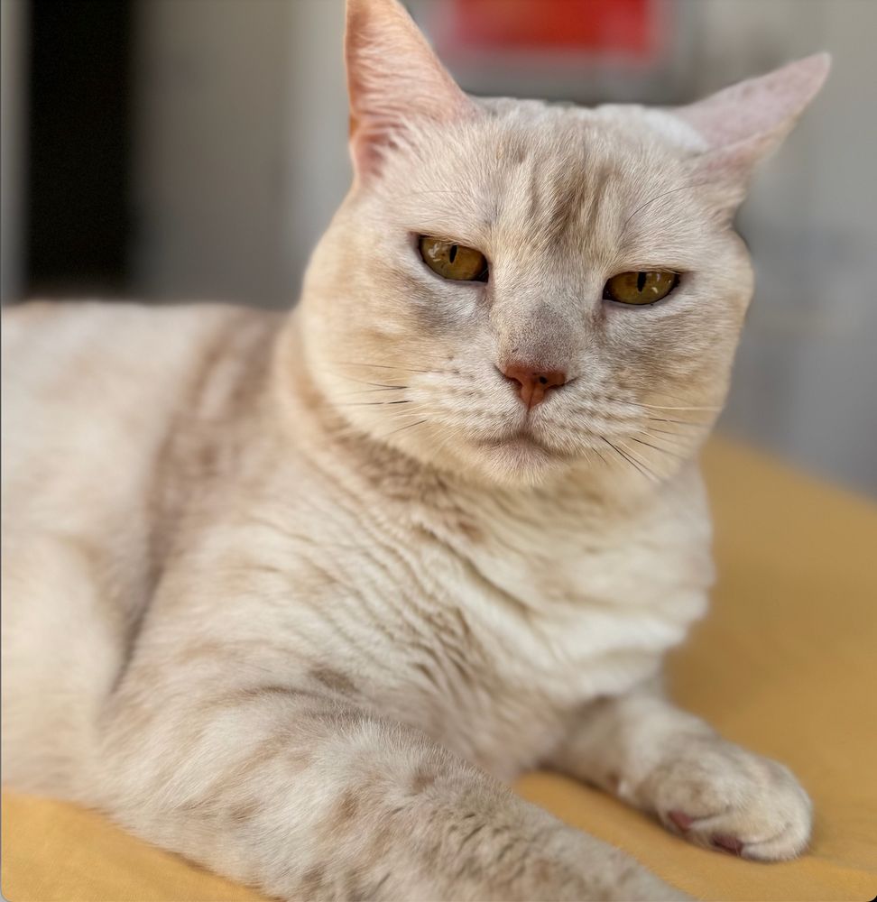 cream tabby cat pulling a (skeptical, slightly irritated) face at her mum