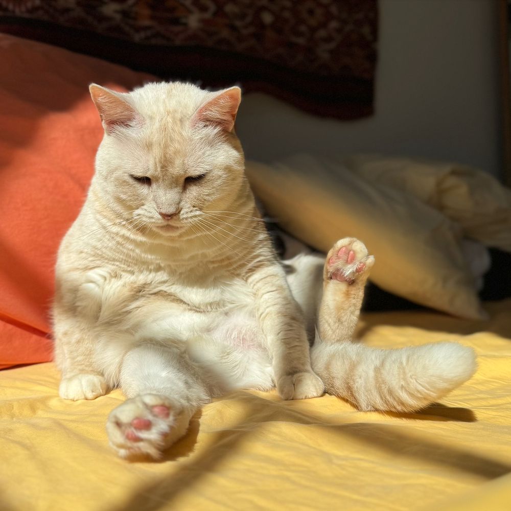 cream tabby cat sitting on her butt (on a bed with a yellow sheet), partially propped up against an orange pillow, legs akimbo (pink toe beans visible), looking awkward
