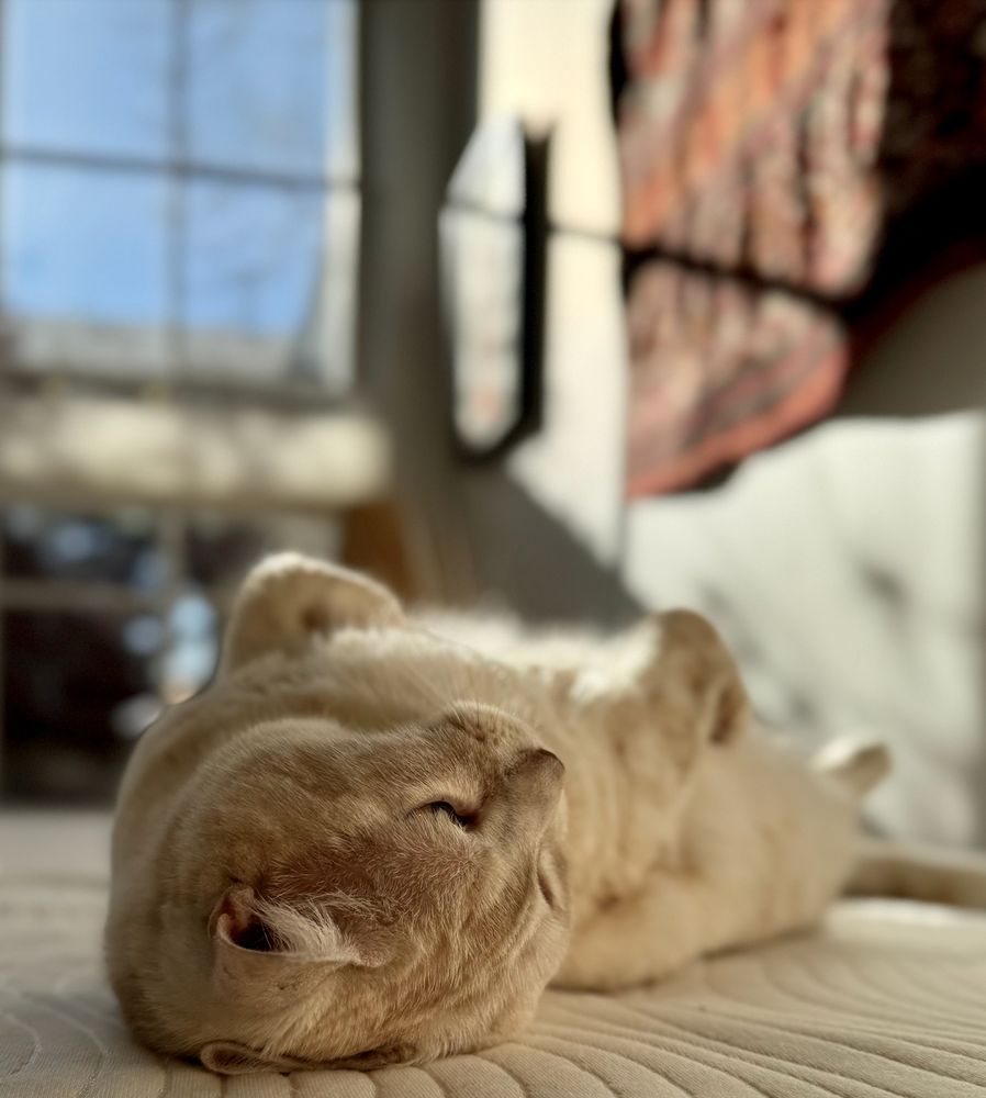 cream tabby cat, taking advantage of bedsheet-laundry day, lies on her back on the cream-colored mattress pad like an overturned beetle. a window is in the background, sunlight streaming into the room.