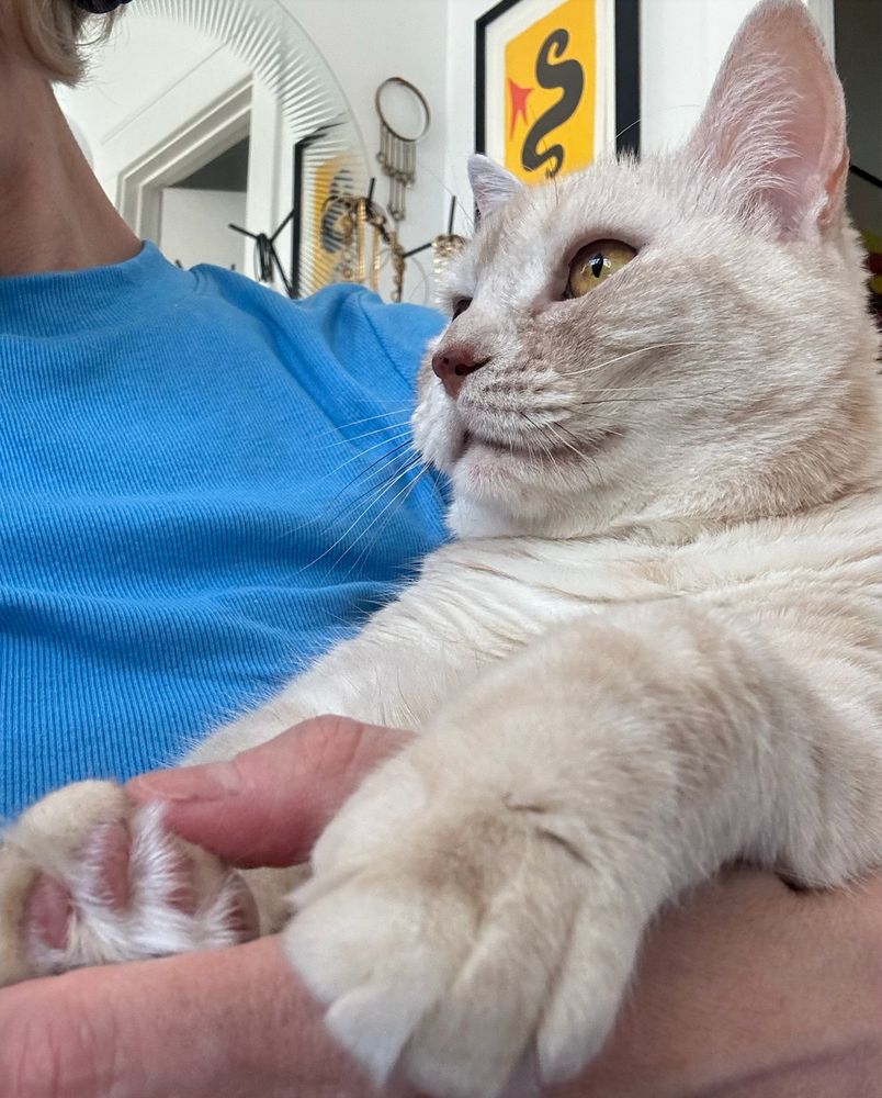 cream tabby cat being held by her mom (wearing a blue top). in the foreground you can see the cat's massive paws (as well as four pink toebeans)