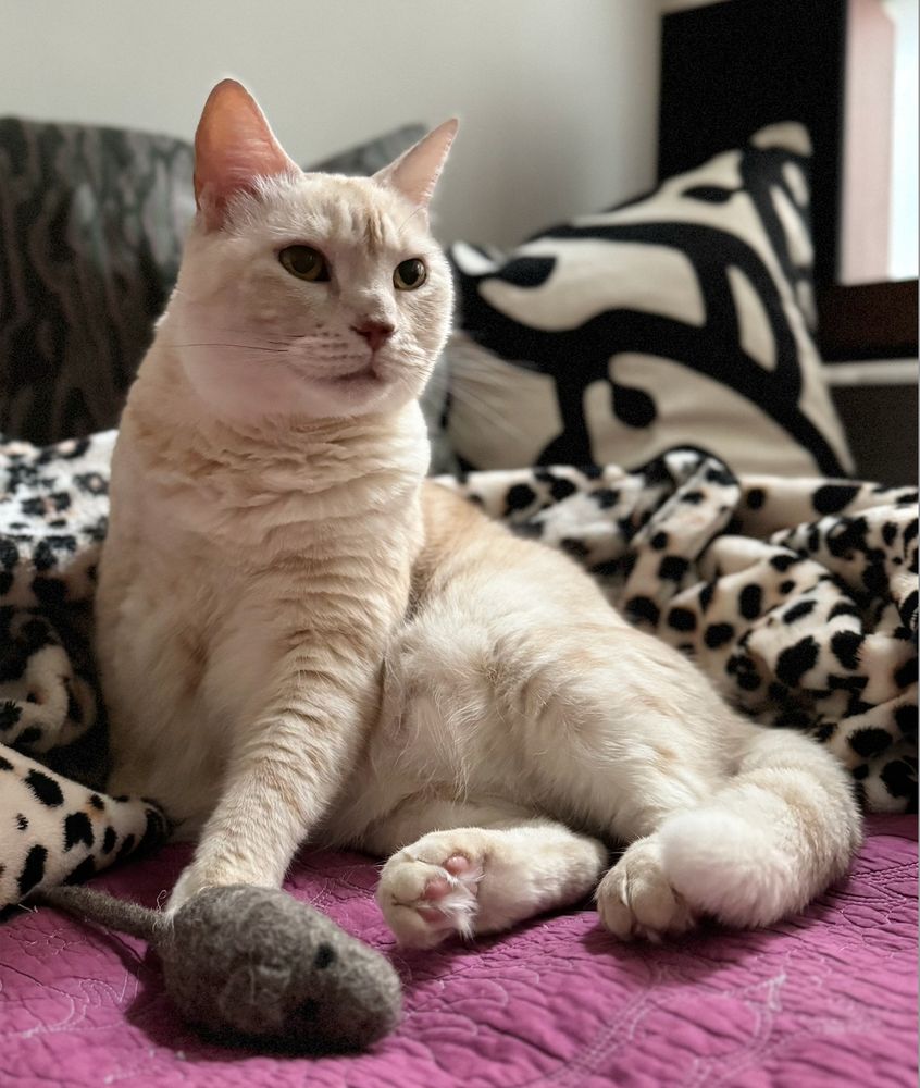 cream tabby cat sitting on a purple coverlet (leaning on a leopard=print fleece throw blanket) with her left front paw touching a grey felt rat