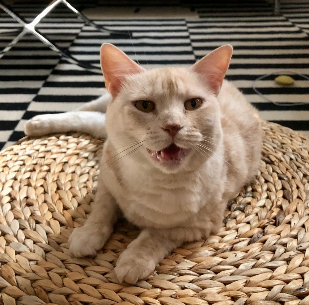 a cream tabby cat sitting on a round banana-leaf-rattan stool on a black/white striped rug. the tabby cat has her mouth half open, mid-meowing-complaint (probably has something to do with kibble), her lower teeth can be seen