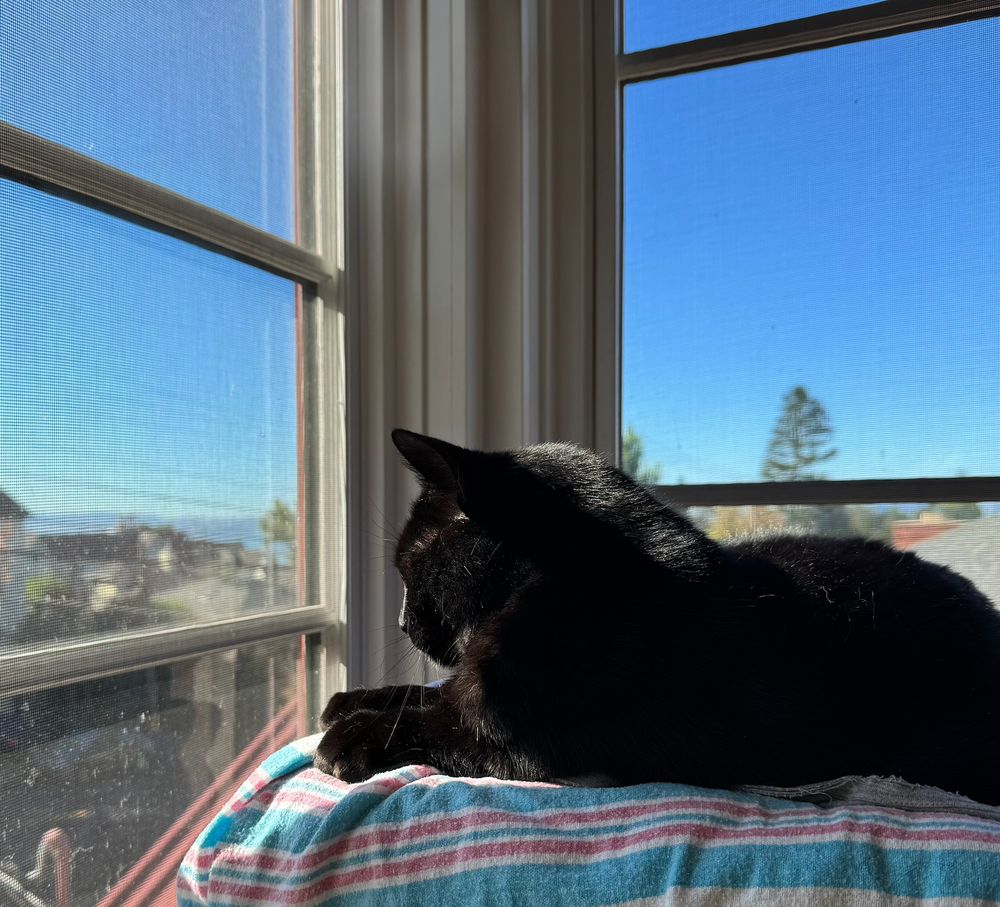 large black cat, in partial meatloaf mode (paws in front of him like a sphynx, ears forward), sits in the sun in his cat tree with a view of san francisco in the far distance