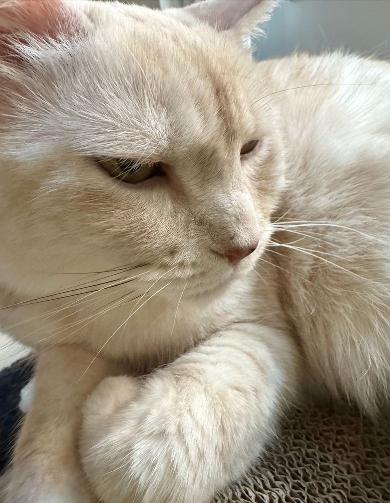 the have and curled front paws of a cream tabby cat-- her multi-colored (black, white, pale orange) whiskers are prominent