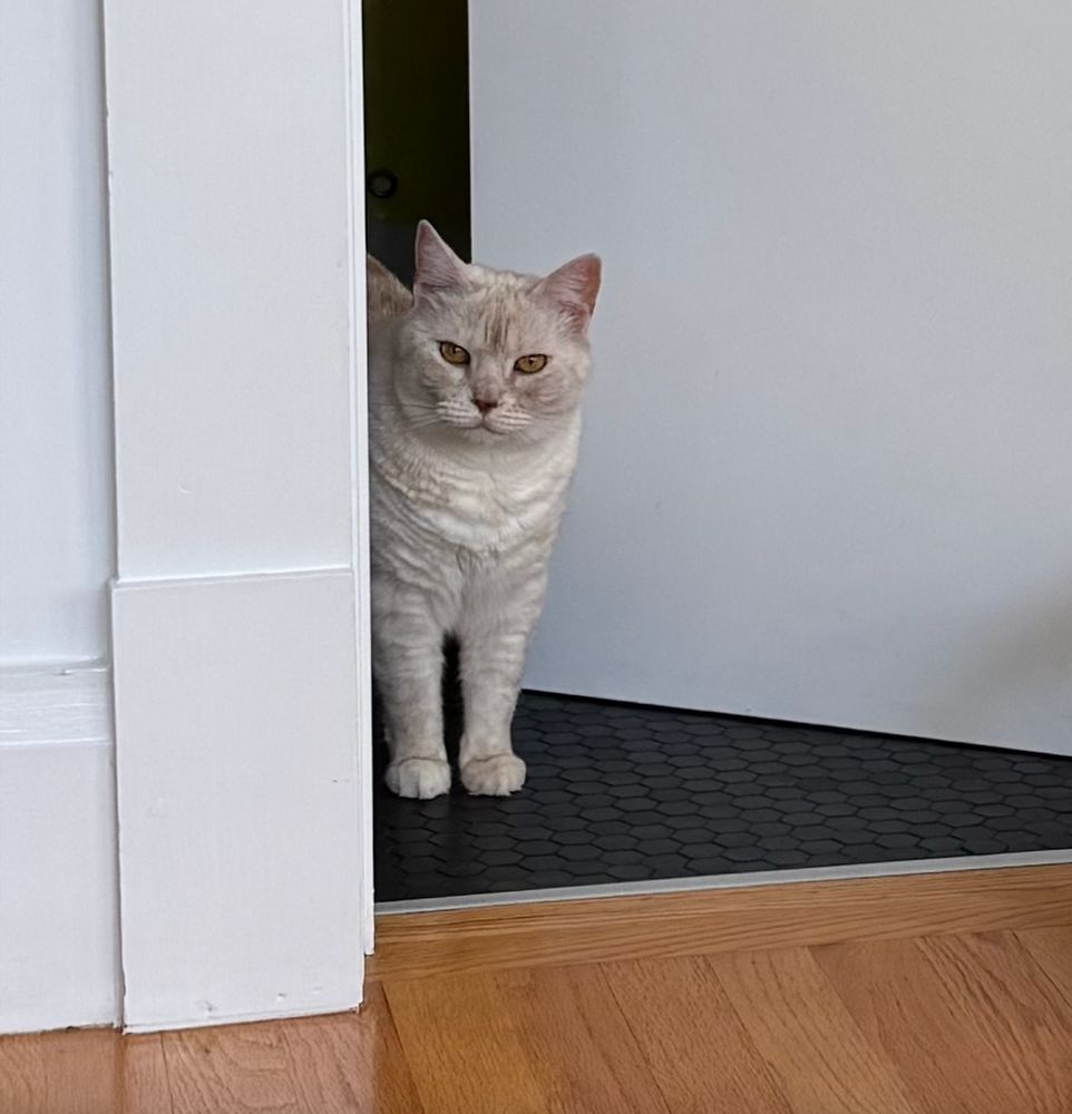 cream tabby stands in the partially-open door to the bathroom, looking out into a room with oak flooring
