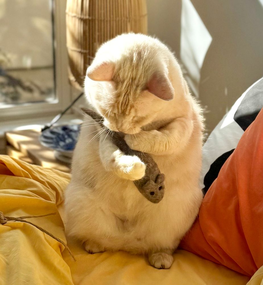 cream tabby cat standing on two legs like a penguin, clutching a felted mouse in her paws, head down, mid-mouse-chomp