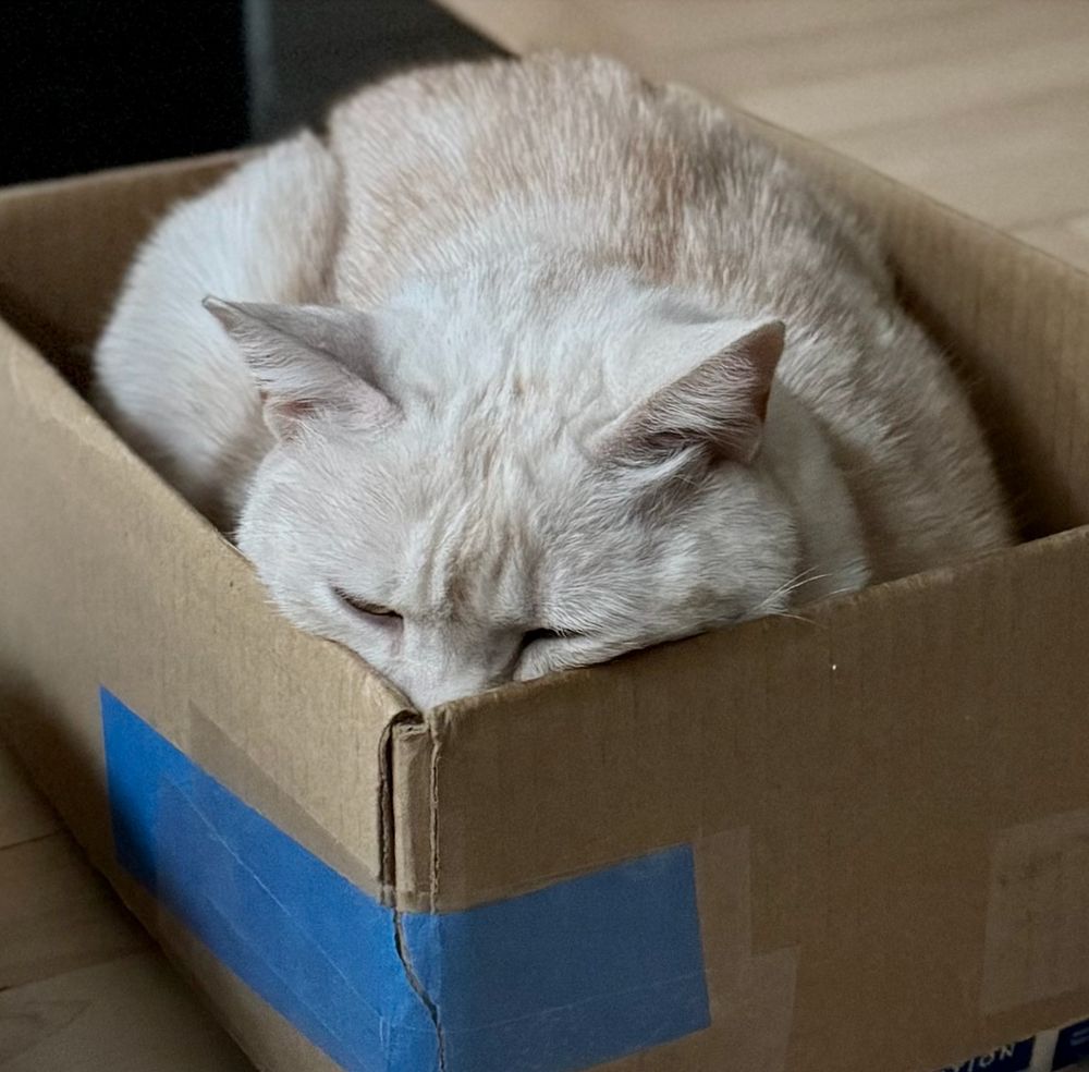 cream tabby cat sitting in her favorite deep cardboard box with her face completely crammed into the corner of the box.